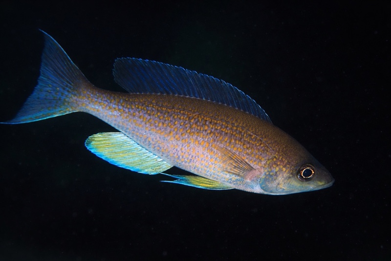 Cyprichromis pavo 'Kambwimba'